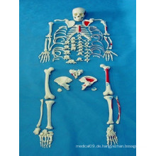 Hochwertige medizinische Anatomie Körper Skelett Teile Modell (R020109)